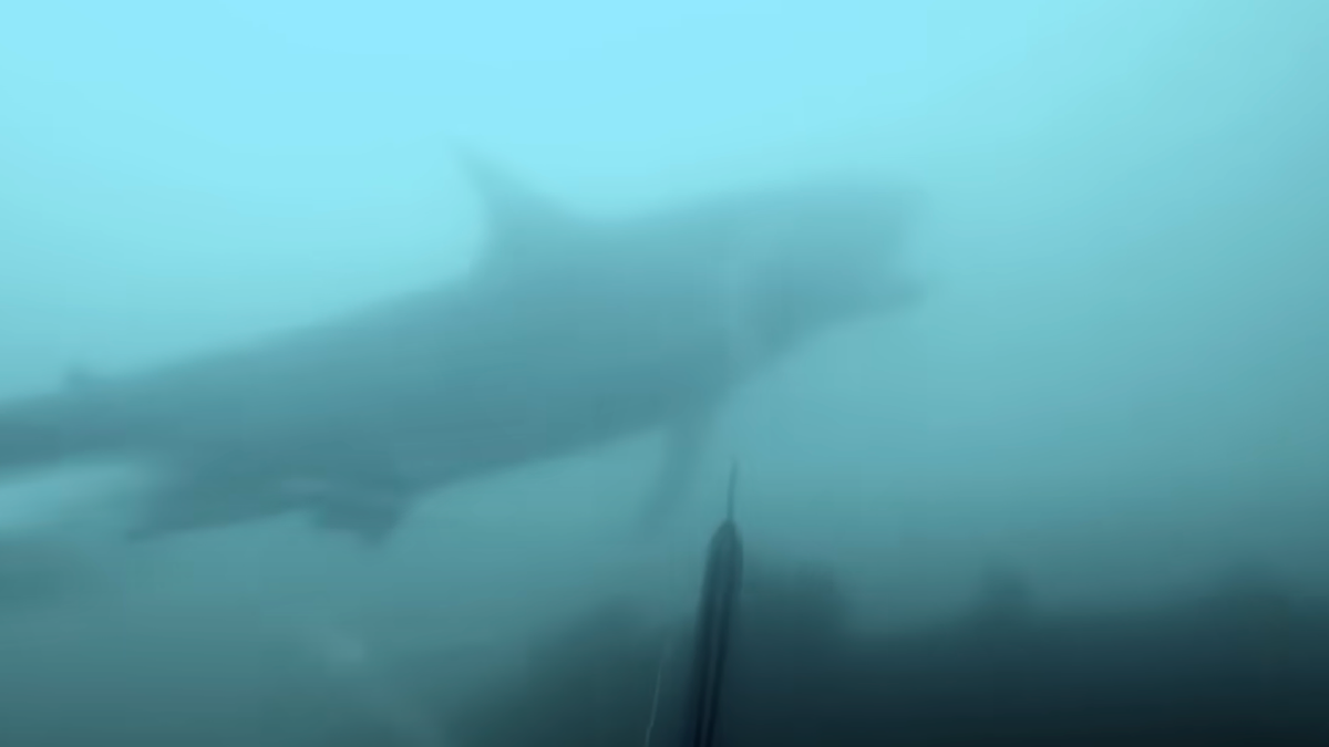 Terrifying GoPro footage reveals second man ‘is almost eaten’ by Nice White Shark