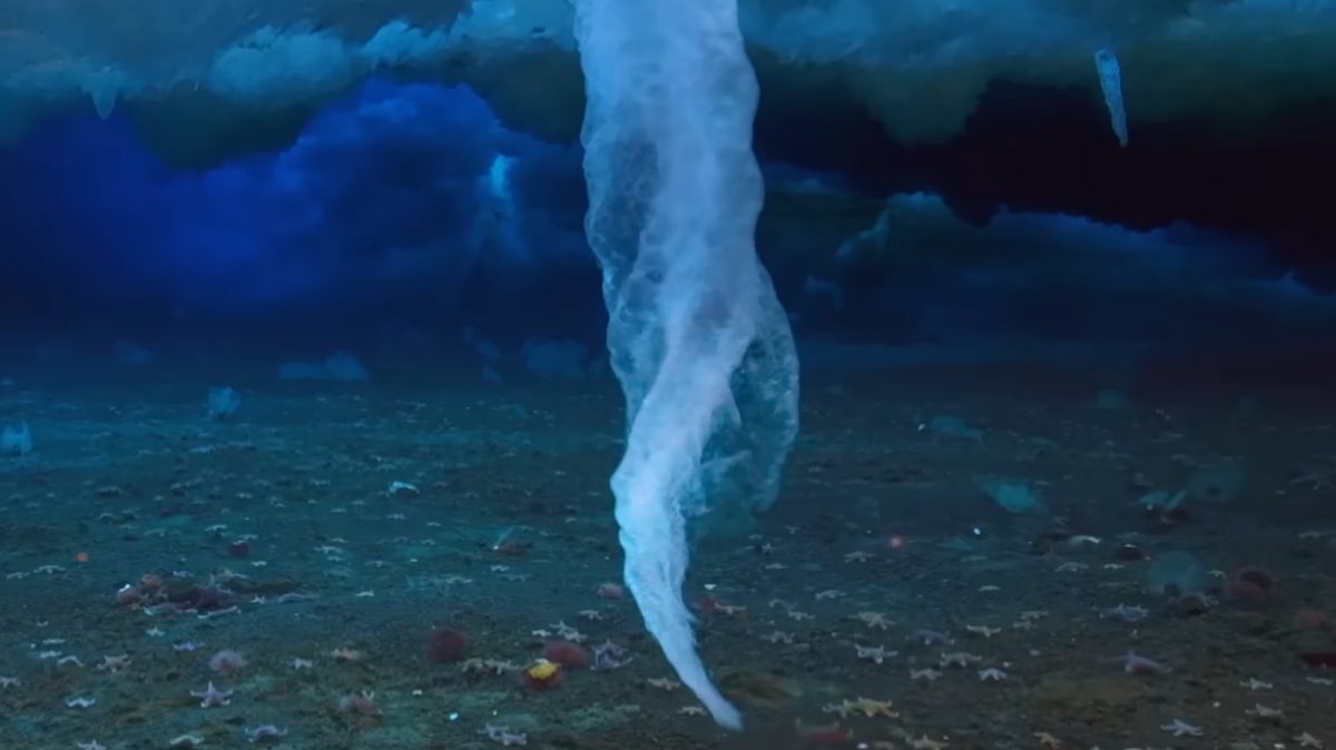 Why you have to be involved for those who come throughout ‘finger of dying’ whereas swimming within the ocean