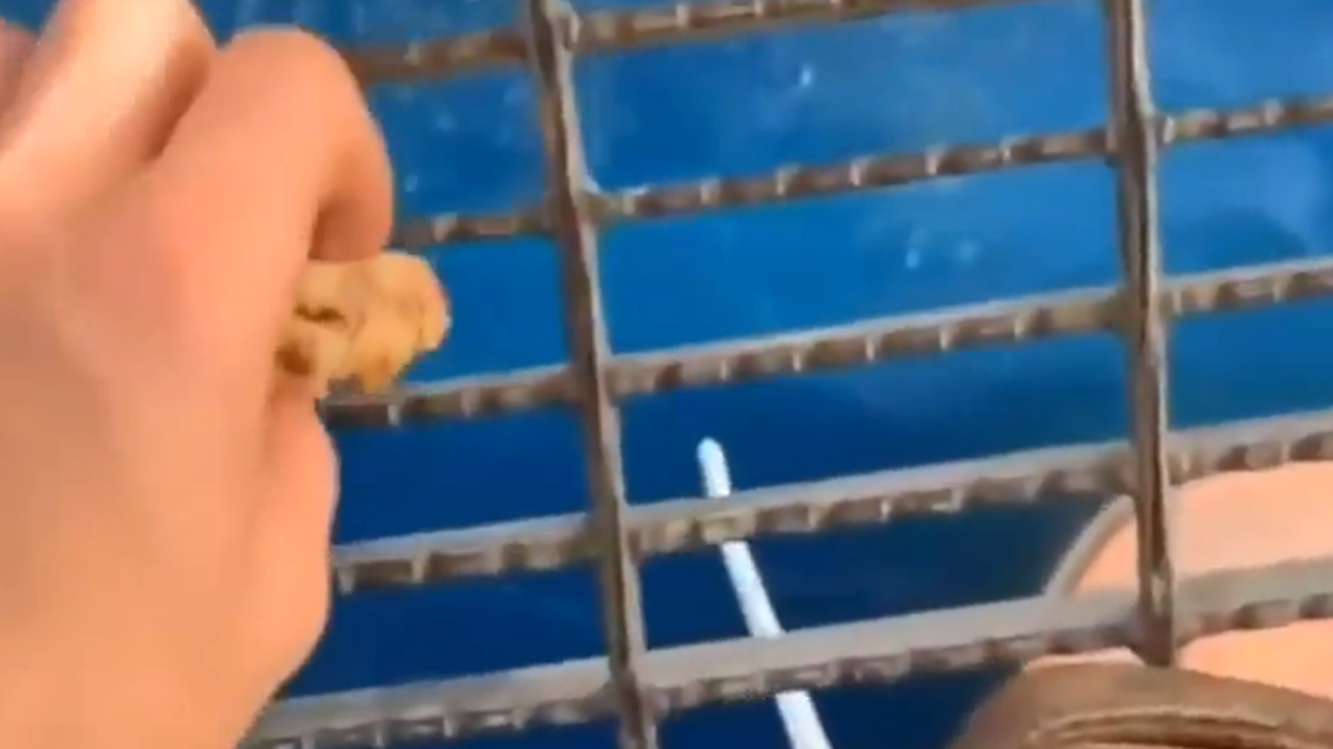 Folks vow to ‘by no means go in ocean once more’ after seeing what occurred when man dropped meals off oil rig into sea