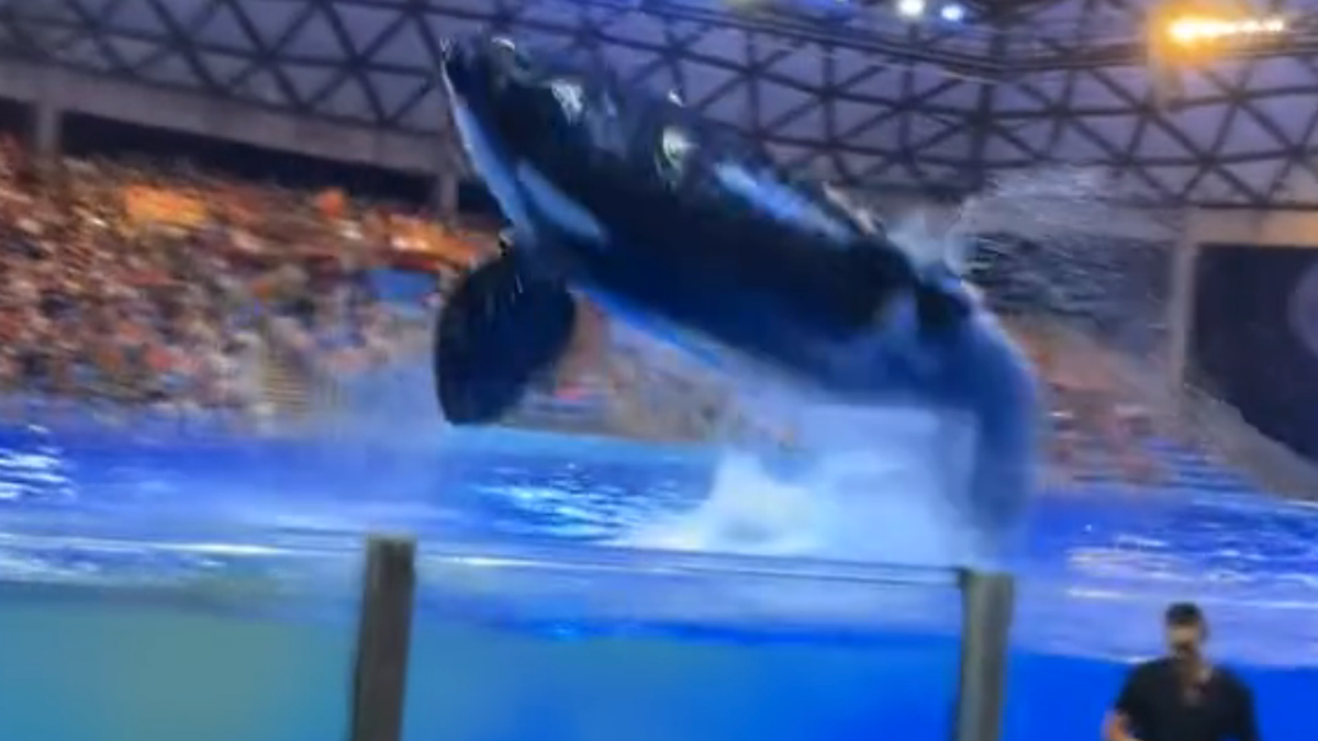 Surprising second orca poops and splashes crowd with soiled water at SeaWorld