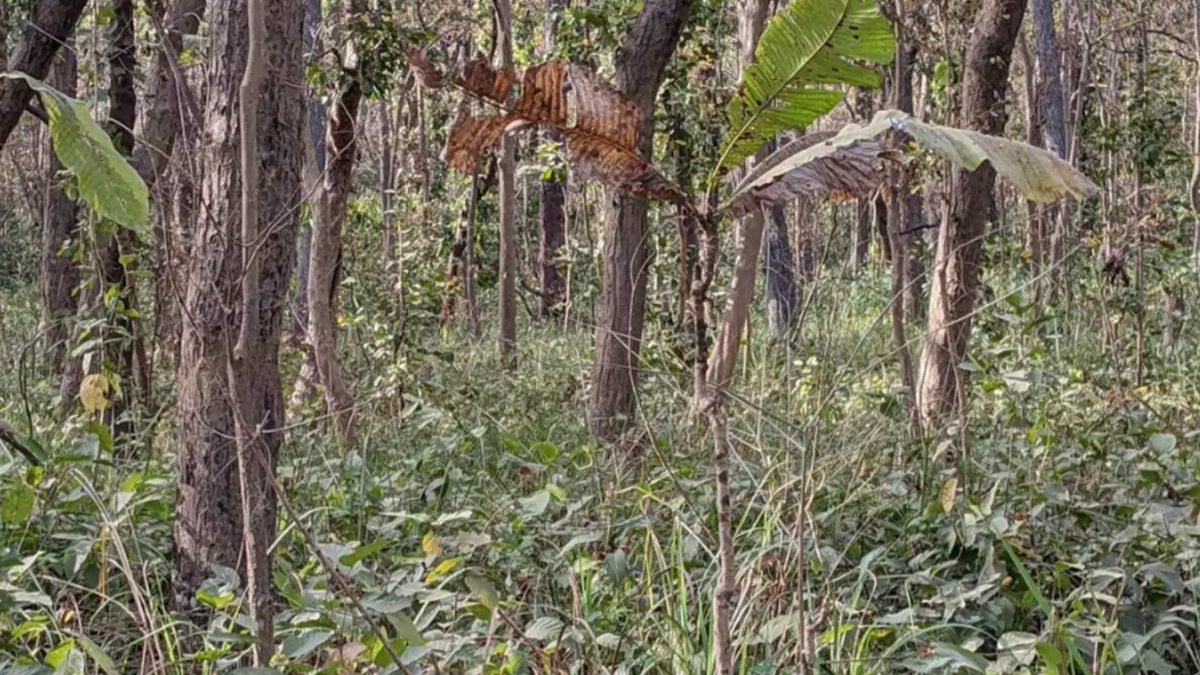 You could have a excessive IQ when you can spot hidden tiger in jungle picture in simply 12 seconds