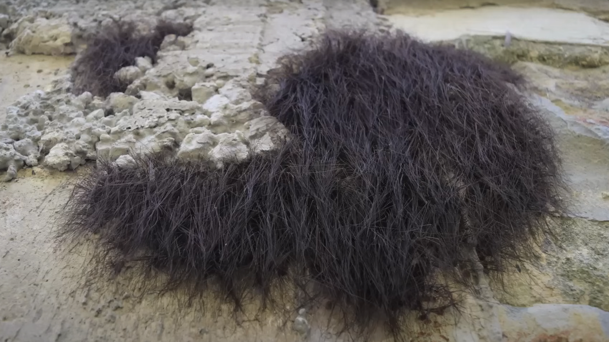 Individuals ‘completely horrified’ after man pokes what they thought was a ‘pile of twigs’