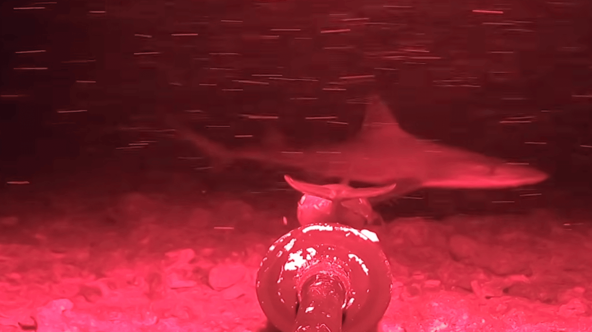 Man drops evening imaginative and prescient digital camera into deep ocean for first time ever and finds stuff he ‘can’t clarify’