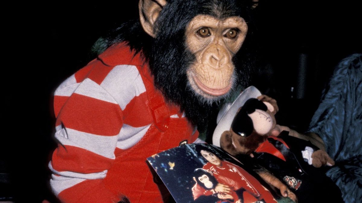 The place Michael Jackson’s monkey Bubbles is now years after singer’s demise
