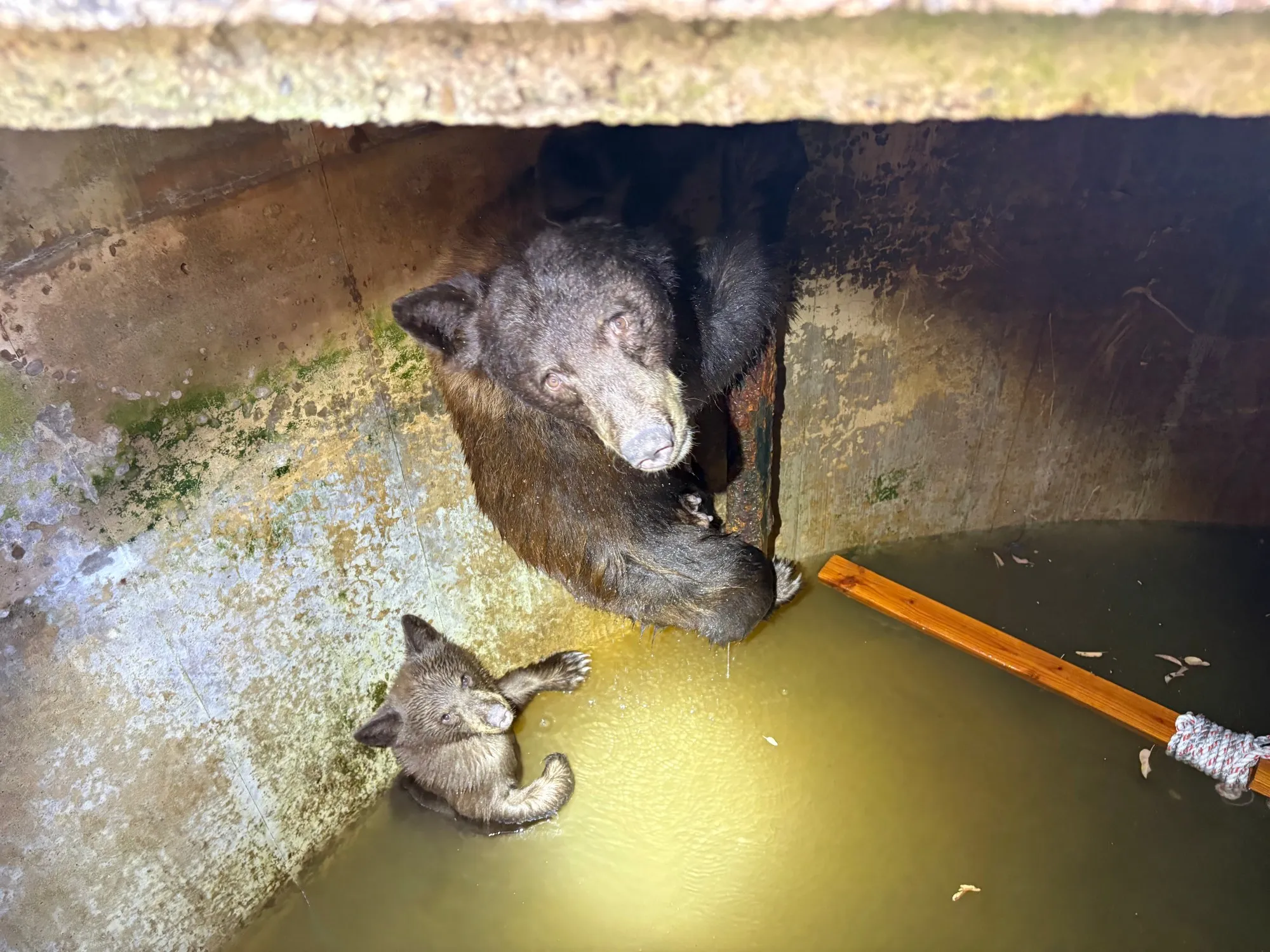 Bear Family Rescued After Being Trapped in La Verne Water Tank