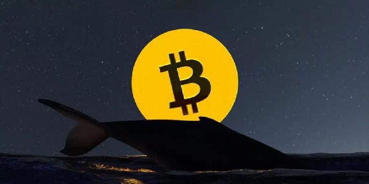 Bitcoin Whale’s BTC Holdings Begin Moving After 15 Years of Dormancy
