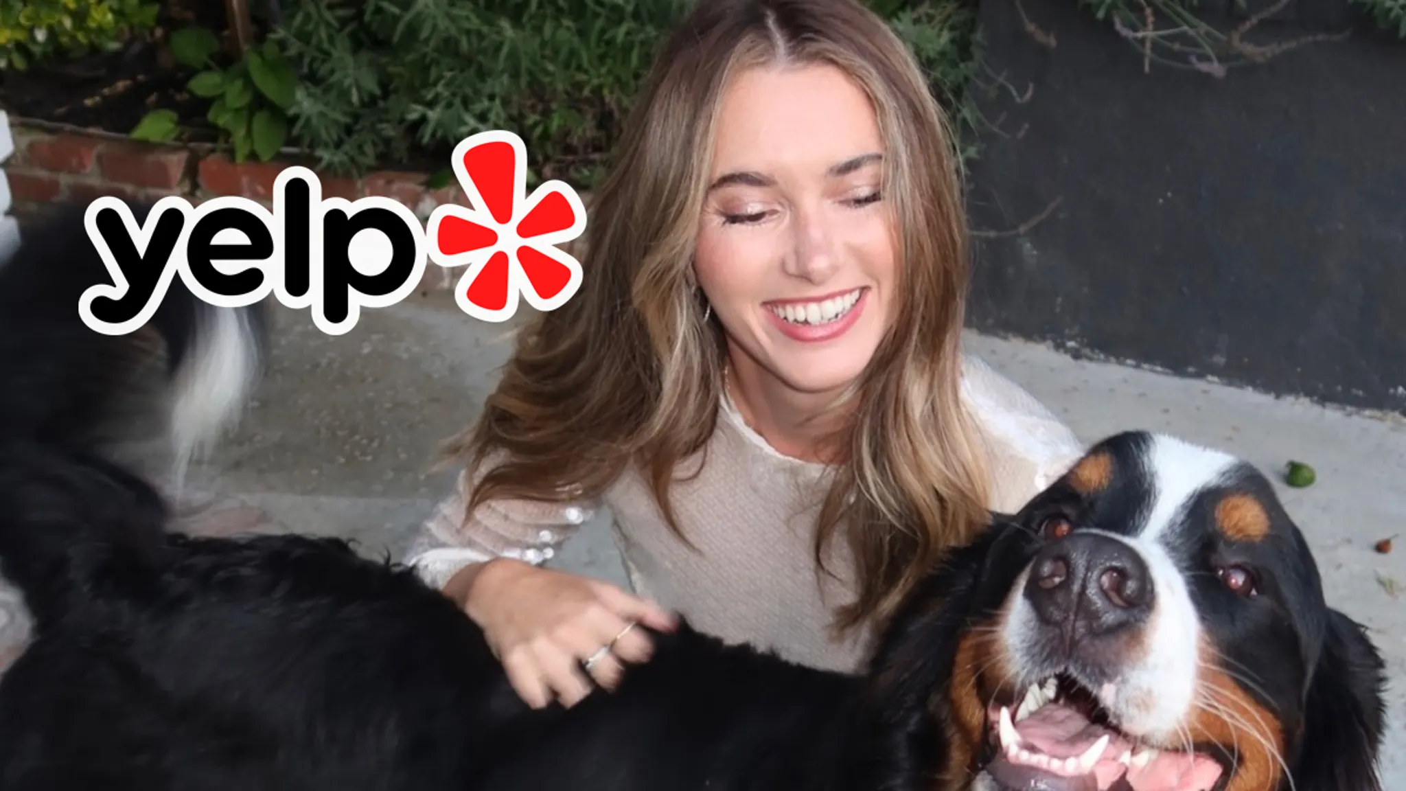Dog Training Company Flooded With Bad Reviews After Influencer’s Pet Dies