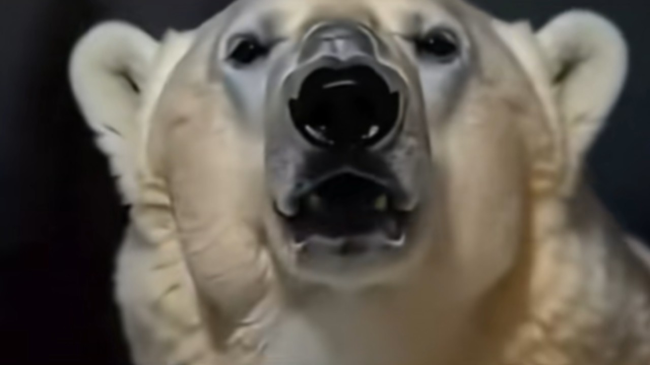 AI-Generated Future Polar Bear Reminds Us November 2026 Is Coming