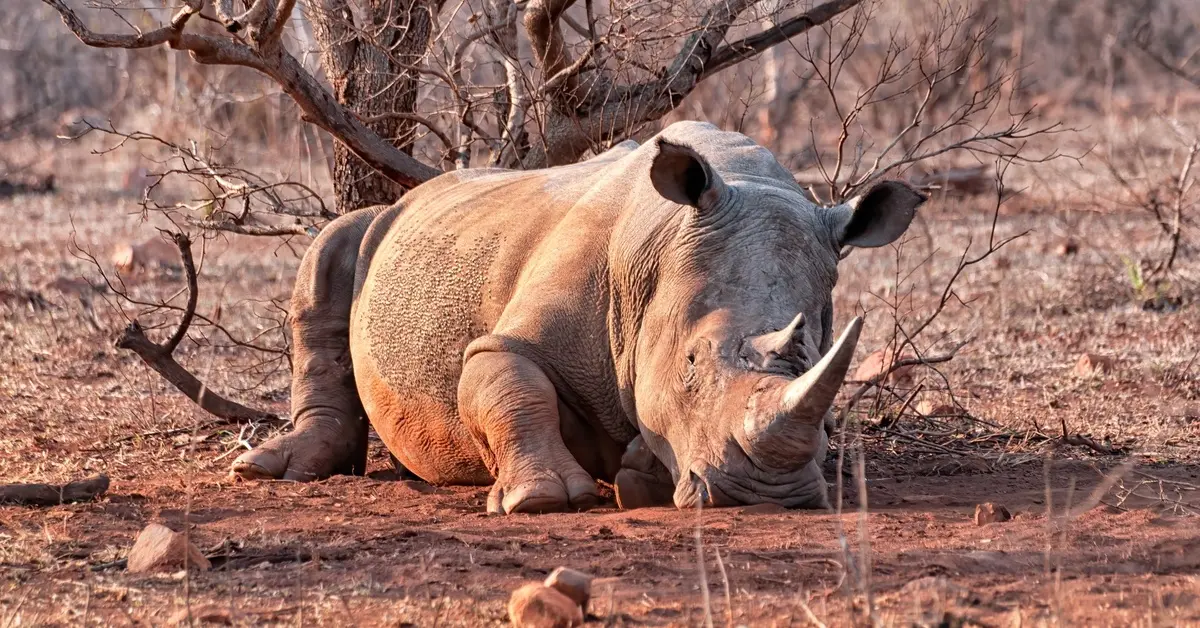 Colossal Builds Genetic Noah’s Ark for World’s 100 Most Endangered Species
