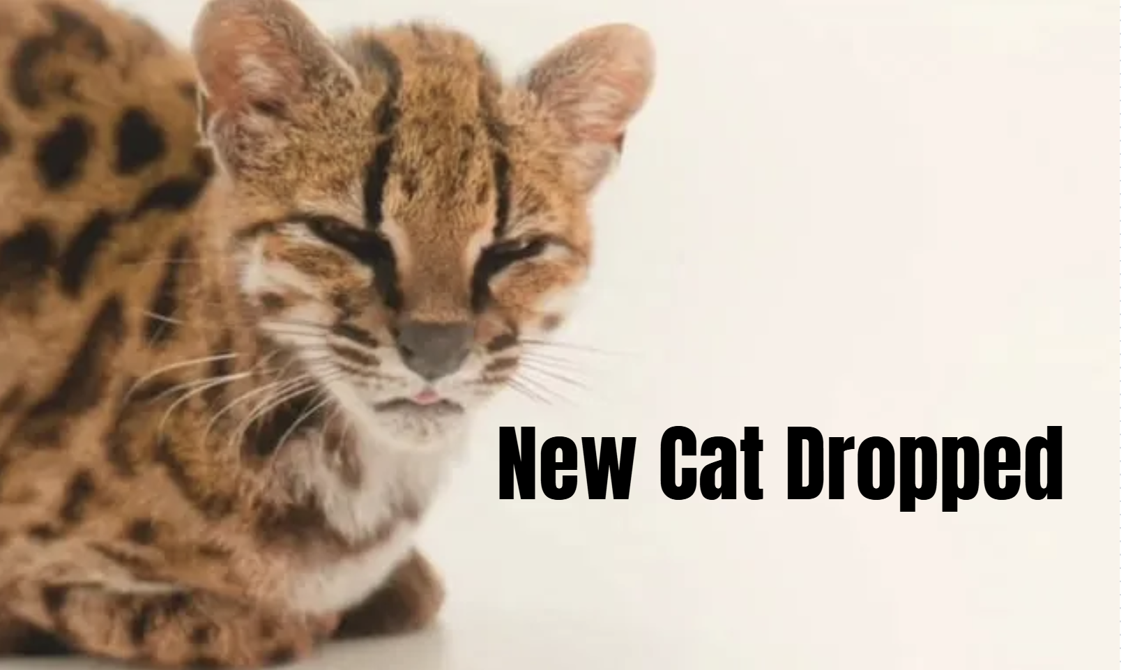 Internet Reacts to First New Cat Discovered in 100 Years