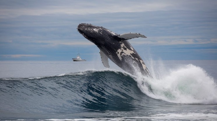 Mystery Whale Shifts $104 Million: Sells Bitcoin, Buys This Altcoin