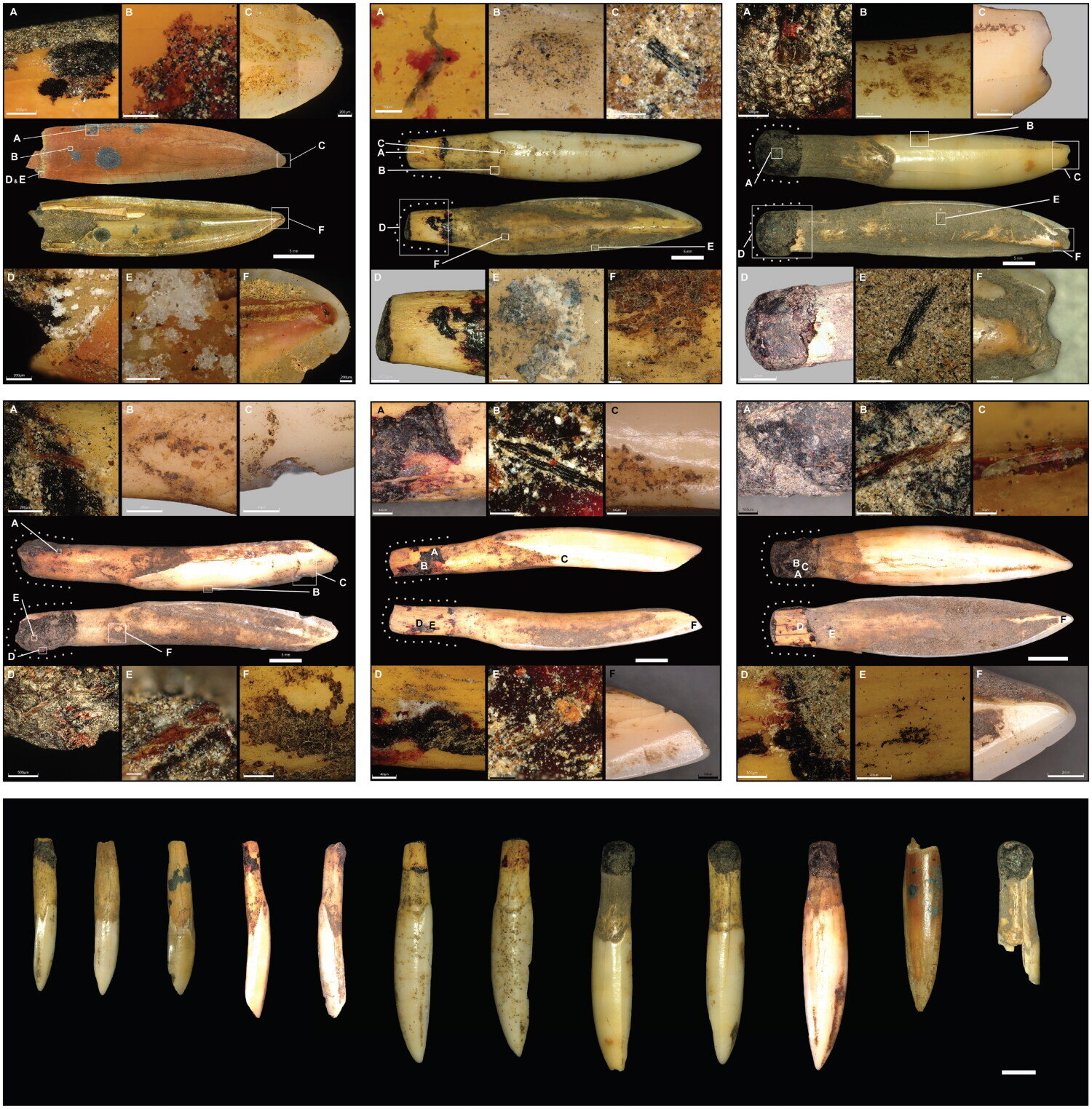 Resin-Mounted Wallaby Teeth Reveal Rare 1,200-Year-Old Ornaments in Queensland
