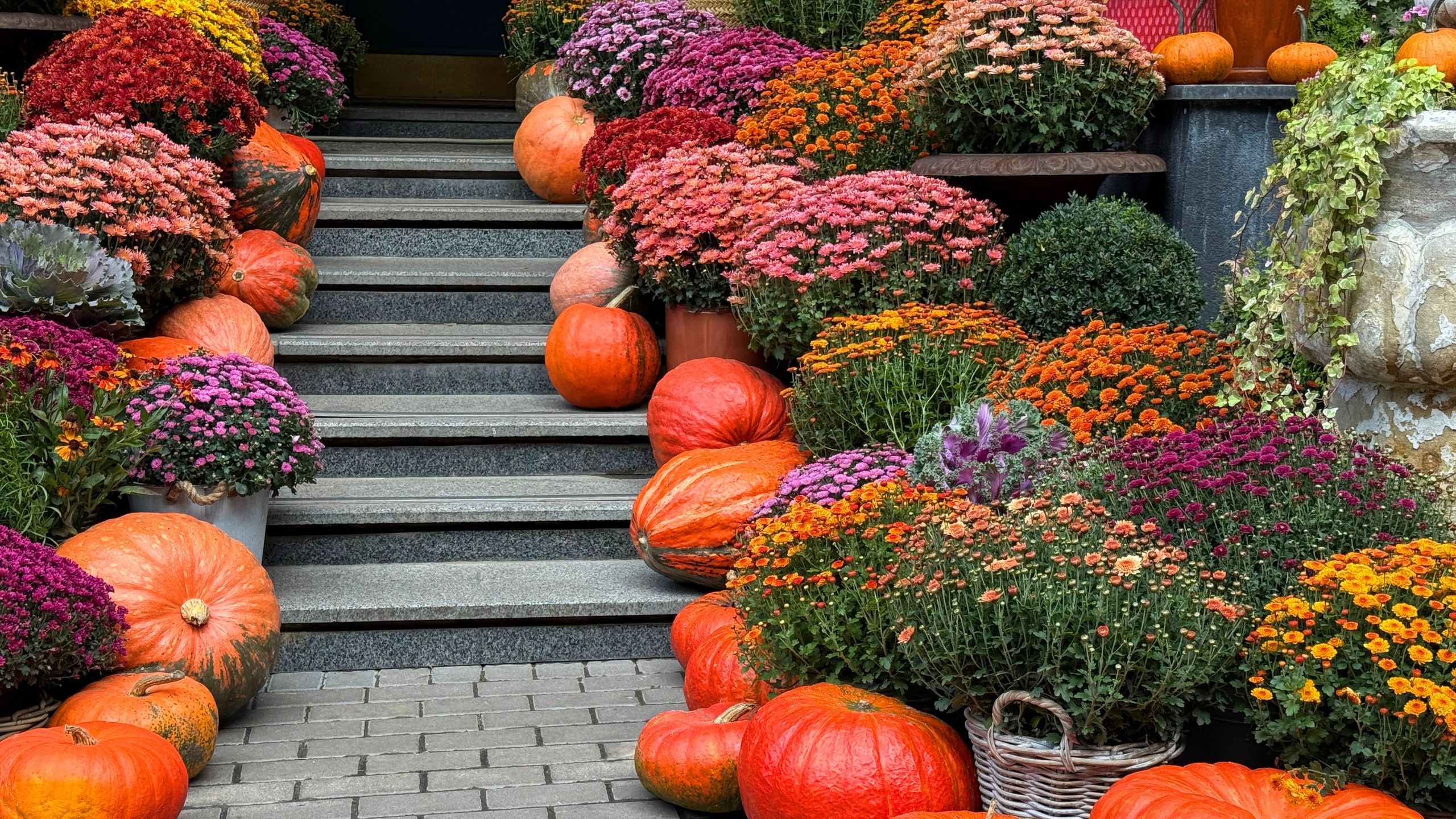 September Chrysanthemum Care: What to Do Now