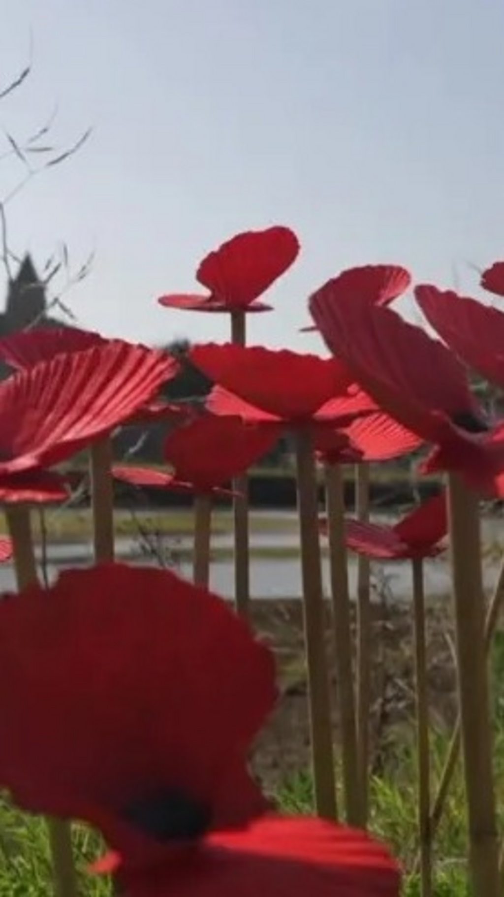 Cornwall Honors 9/11 Victims with Poppies Made from Scallop Shells